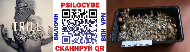 это телеграм  как найти закладки  блэк спрут ССЫЛКА  Талица  Псилоцибиновые грибы Psilocybine cubensis 
